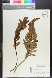 Polypodium pellucidum image