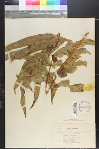 Polypodium brasiliense image