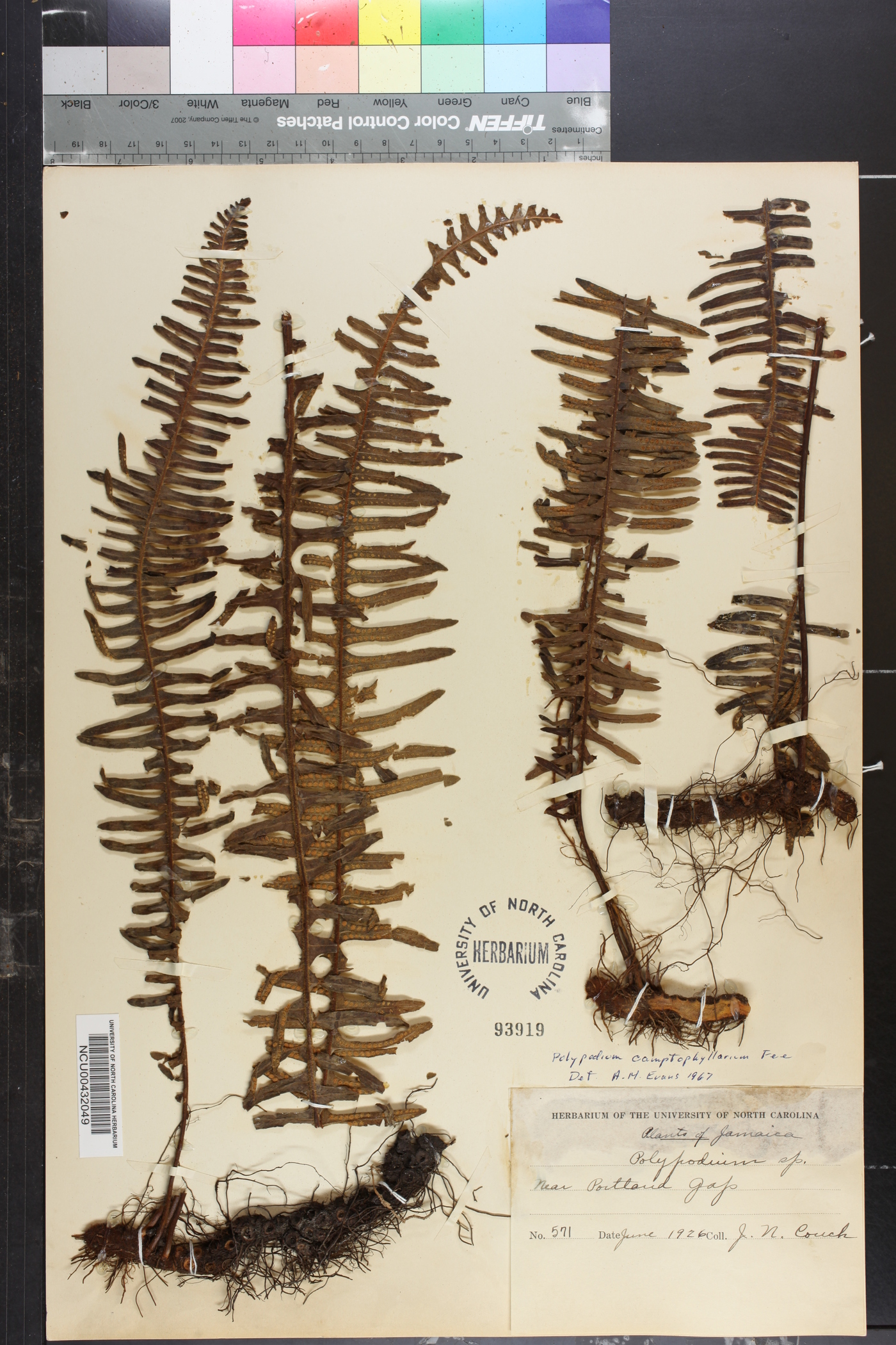 Polypodium camptophyllarium image