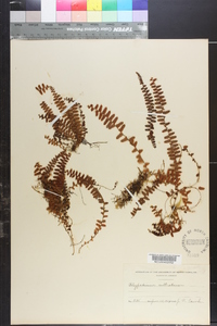 Polypodium cultratum image