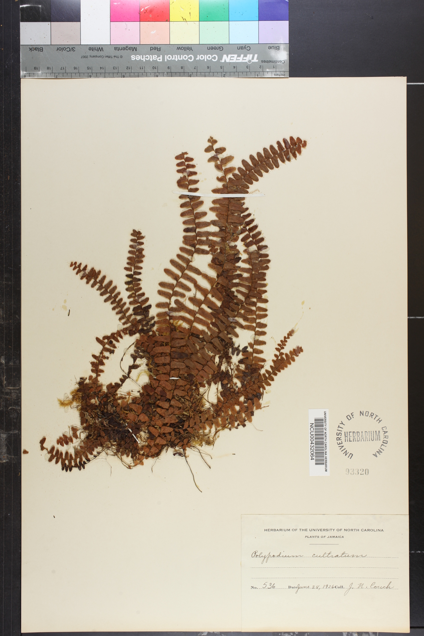 Polypodium cultratum image