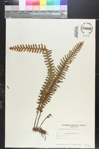 Polypodium hirsutissimum image