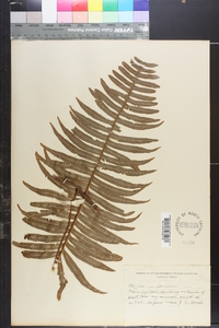 Polypodium loriceum image