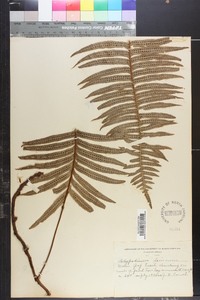 Polypodium loriceum image