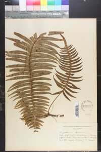 Polypodium loriceum image