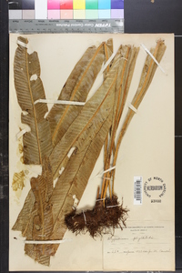 Polypodium phyllitidis image