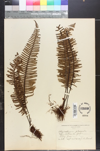 Polypodium plumula image