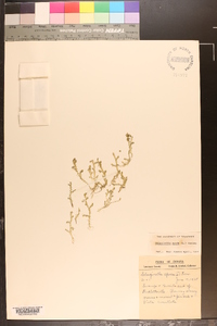 Selaginella apoda image