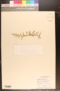 Selaginella wallacei image