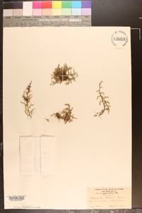 Selaginella wallacei image