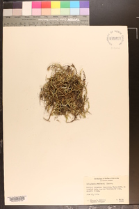 Selaginella wallacei image