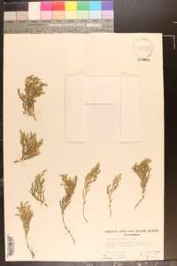 Selaginella bigelovii image