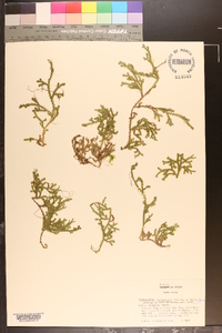 Selaginella douglasii image