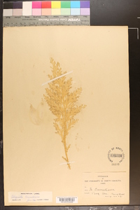 Selaginella pallescens image