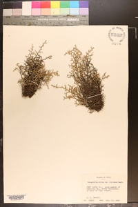 Selaginella mutica var. limitanea image