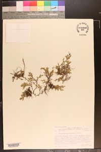 Selaginella rupincola image