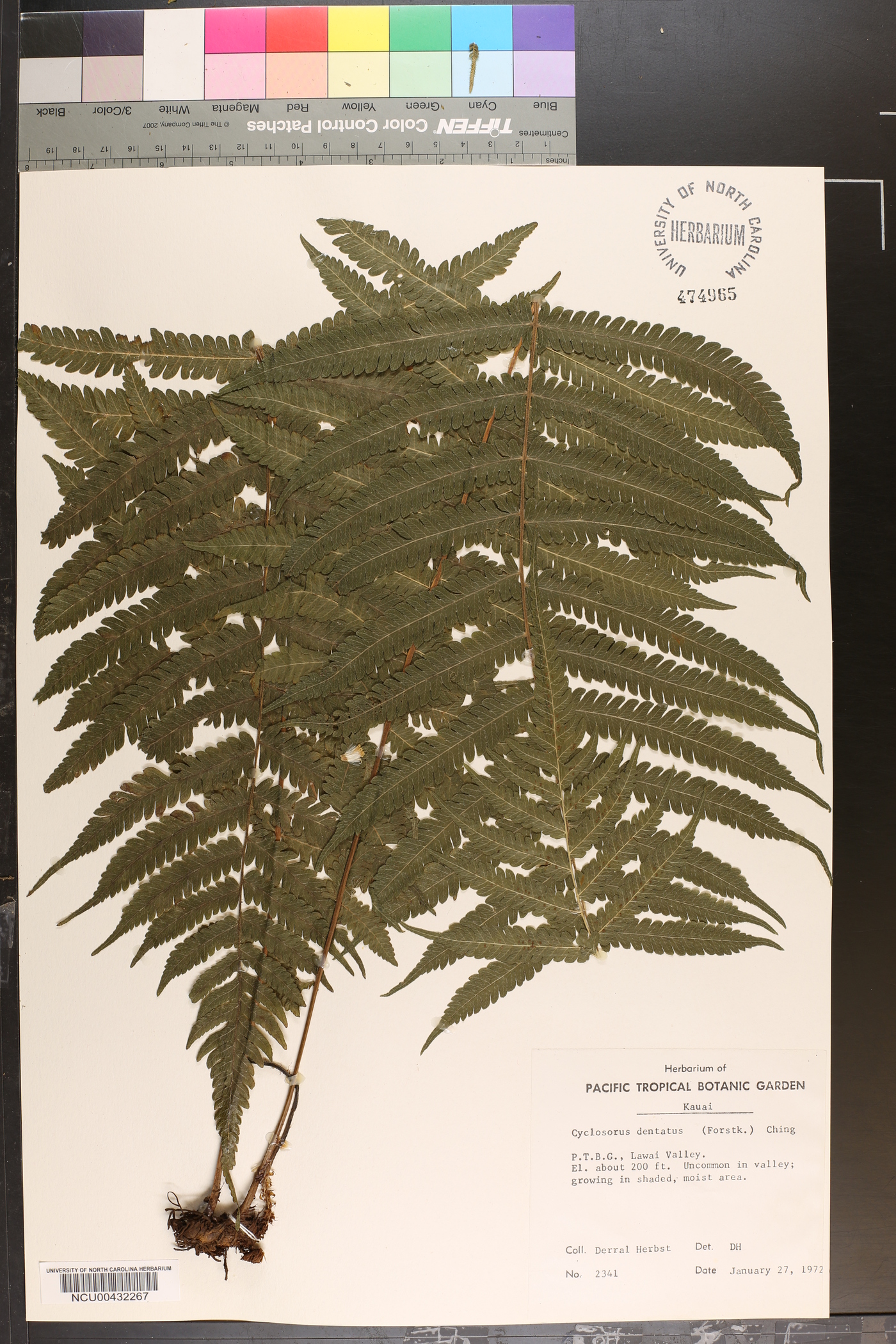 Thelypteris dentata image