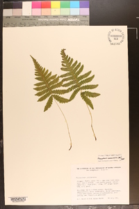 Thelypteris phegopteris image