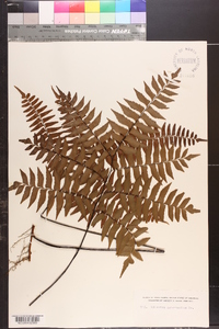 Adiantum intermedium image