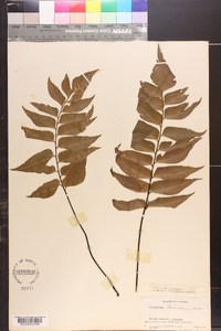 Adiantum lucidum image