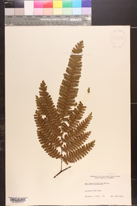 Adiantum polyphyllum image