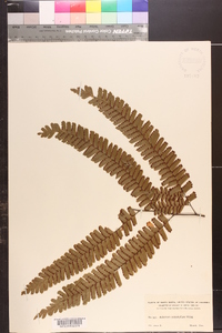 Adiantum polyphyllum image