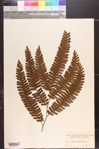 Adiantum polyphyllum image