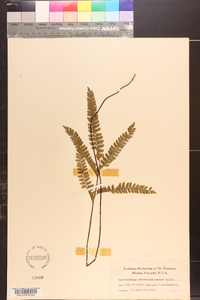 Adiantum serratodentatum image