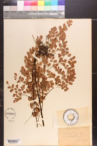 Adiantum tenerum image