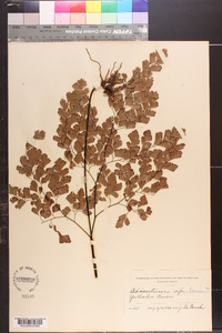 Adiantum tenerum image