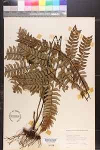 Adiantum villosum image