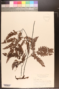 Adiantum affine image