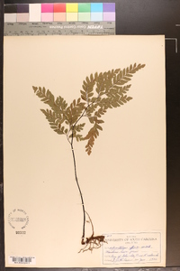 Adiantum affine image