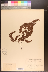 Adiantum affine image