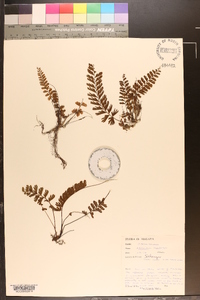 Adiantum caudatum image