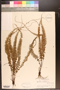 Adiantum caudatum image