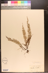 Adiantum caudatum image