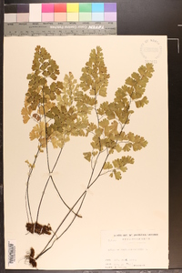 Adiantum capillus-veneris image