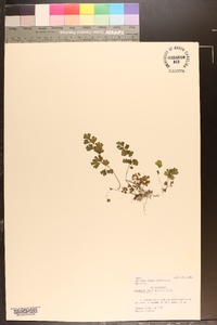 Adiantum capillus-veneris image