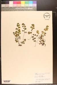 Adiantum capillus-veneris image