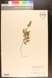 Adiantum capillus-veneris image