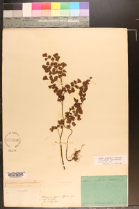 Adiantum capillus-veneris image