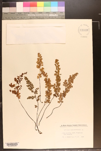 Adiantum capillus-veneris image