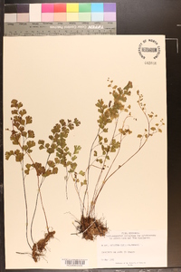 Adiantum capillus-veneris image