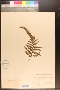 Adiantum formosum image