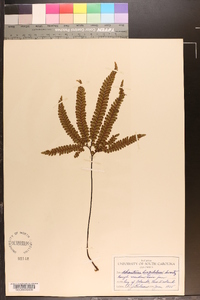 Adiantum hispidulum image