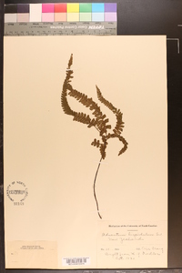 Adiantum hispidulum image