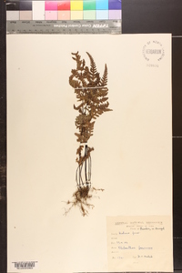 Aleuritopteris farinosa image