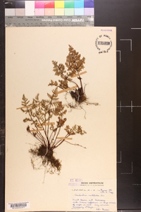 Cheilanthes multifida image