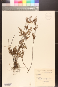 Cheilanthes tenuifolia image